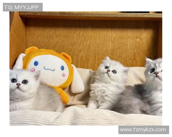 足球明星猫舍高清图片展示让你领略球星与猫咪的完美结合